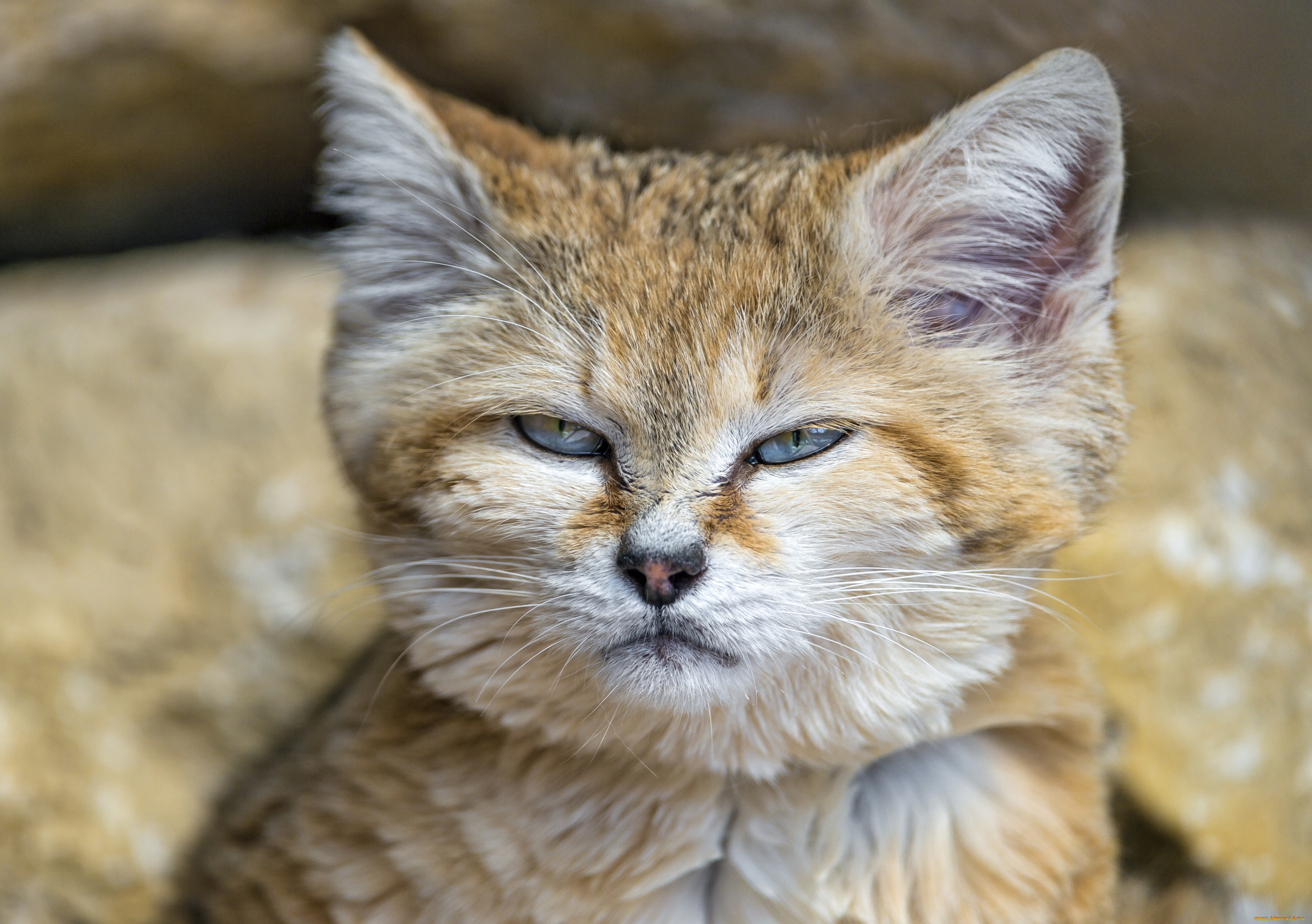 Кошка пустыни. Барханный кот. Песчаная барханная кошка. Котята барханной кошки. Барханная кошка (Песчаная кошка).
